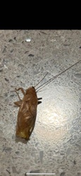 Cockroach