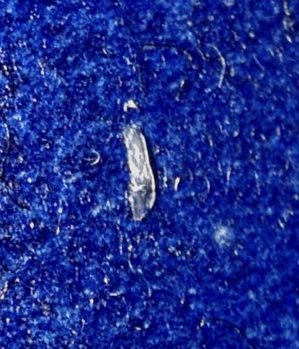 Silverfish (often confused with Firebrat)