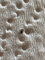 Booklouse (or Psocid)