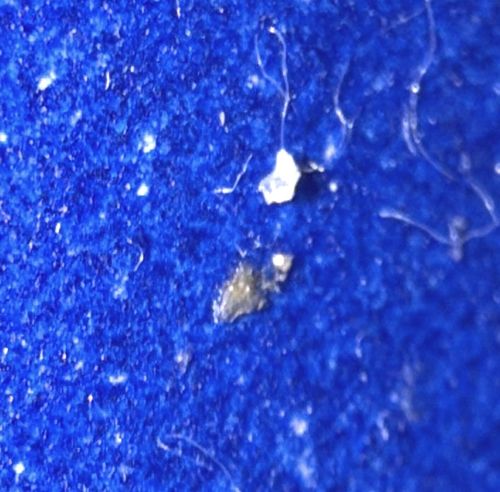 Non-insect Artifact/Debris (Not a bug)