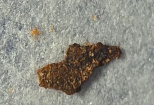 Debris-carrying Lacewing Larva (Junk Bug)