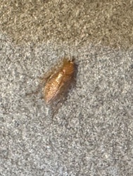 Cockroach (likely German Cockroach based on appearance)