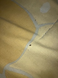 Bed bug