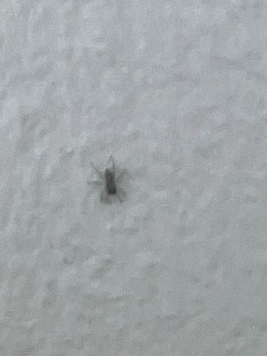 Cricket Nymph (likely Field Cricket Nymph or House Cricket Nymph)