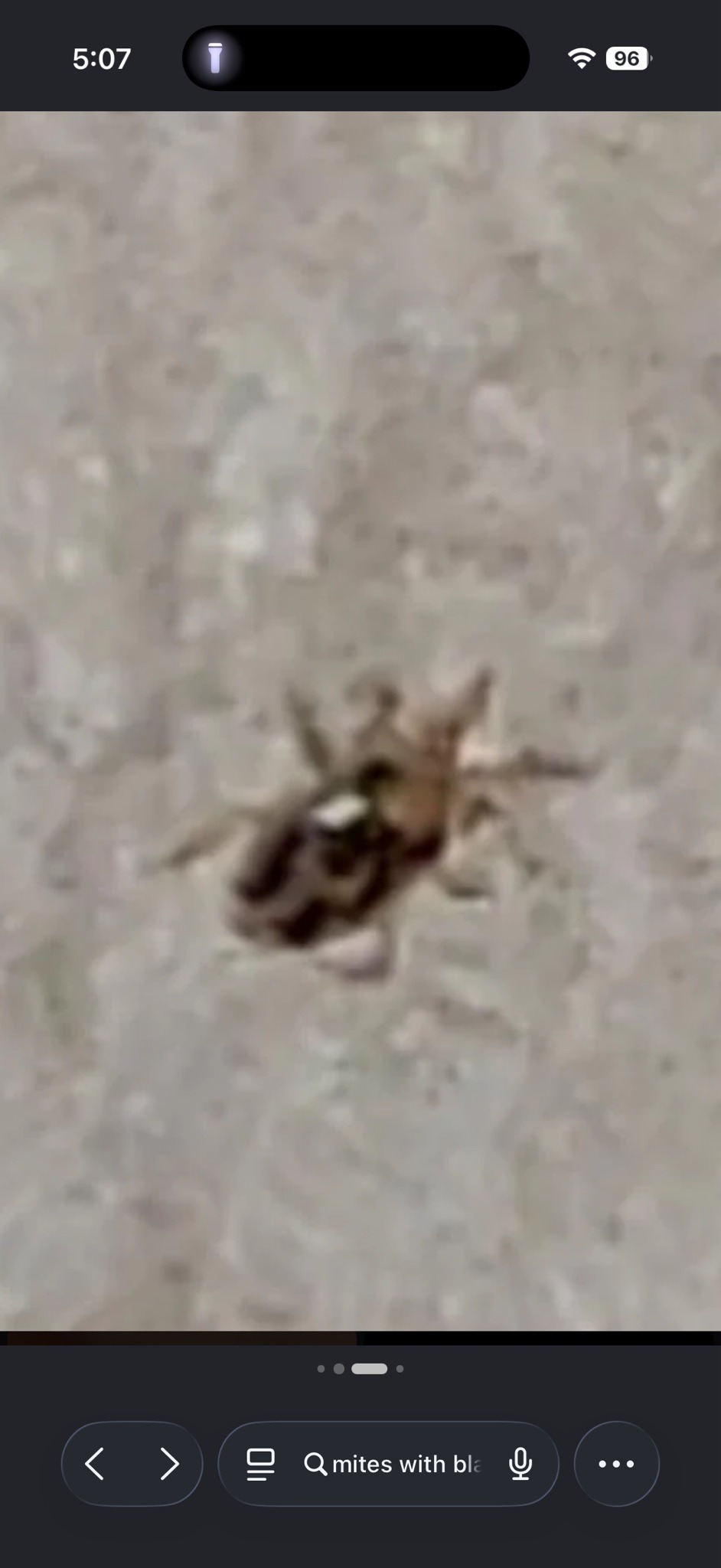Bird Mite