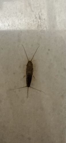 Silverfish