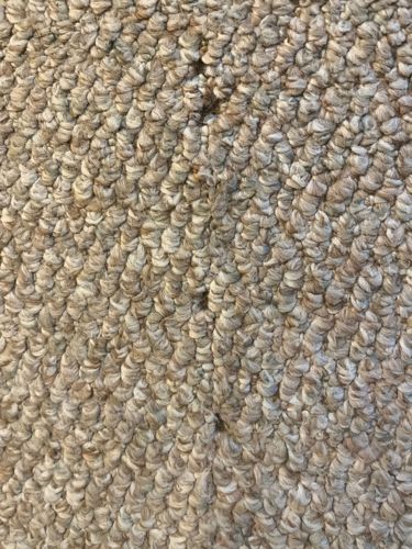 Carpet Beetle (larva)