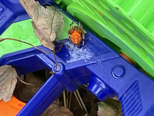 Orange Orchard Spider OR Green Orchard Spider (depending on exact species)