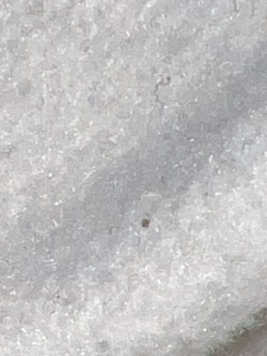 Springtail (Collembola)