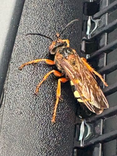 Eastern Cicada Killer Wasp