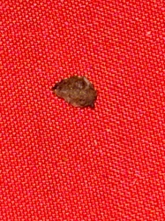 Household Casebearer Moth