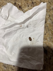 Dermestid Beetle (likely stored product or carpet beetle species)