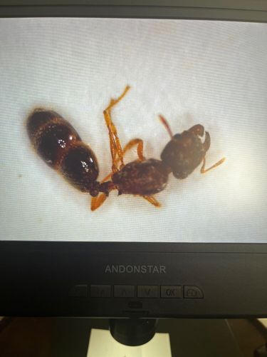 Ant (likely a queen or reproductive female)