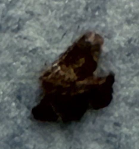 Dark Marbled Carpet Moth