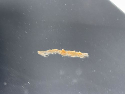 Casemaking Clothes Moth (Larva)