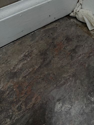 Odorous house ant