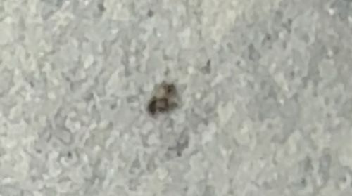 Carpet Beetle (specifically a Varied Carpet Beetle)