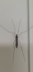 Crane Fly