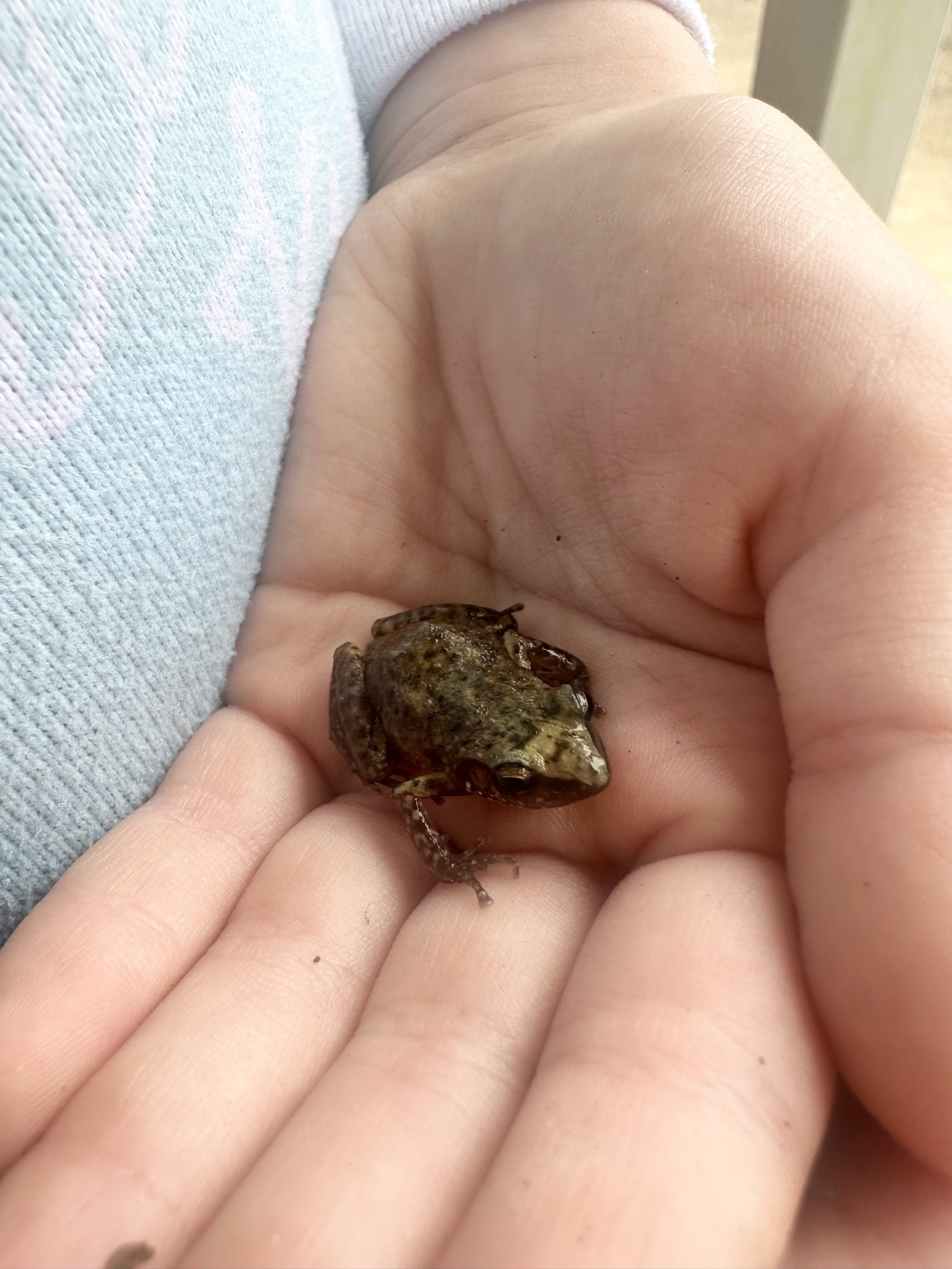 Coqui Frogs (Note: This is an amphibian, not a bug/insect)