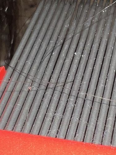 Spider Mite (likely)