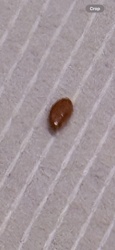 Bed Bug