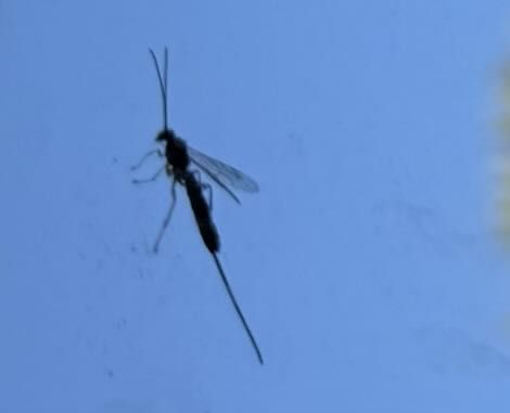 Ichneumon Wasp