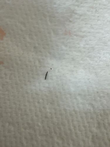 Fungus Gnat Larva