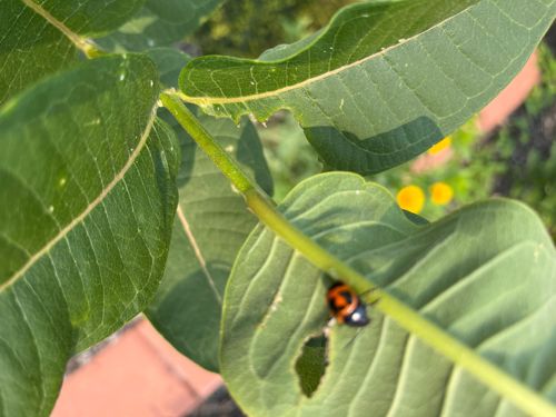 Red Milkweed Beetle