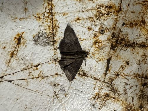 Moth (likely a geometrid moth, commonly known as an 'inchworm moth' or 'looper moth')