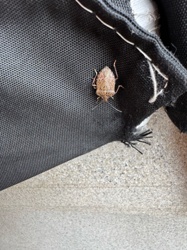 Brown Marmorated Stink Bug