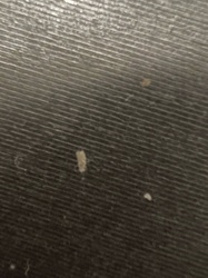 Carpet Beetle Larva (most likely Dermestidae family, possibly varied carpet beetle or black carpet beetle)