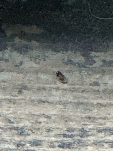 Carpet Beetle (likely Varied Carpet Beetle or Black Carpet Beetle)