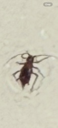 Booklouse