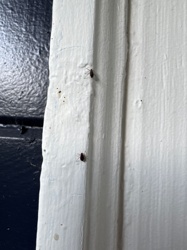 Booklouse (or Psocid)