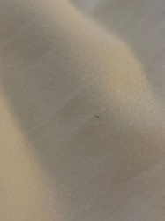 Unidentifiable insect/debris