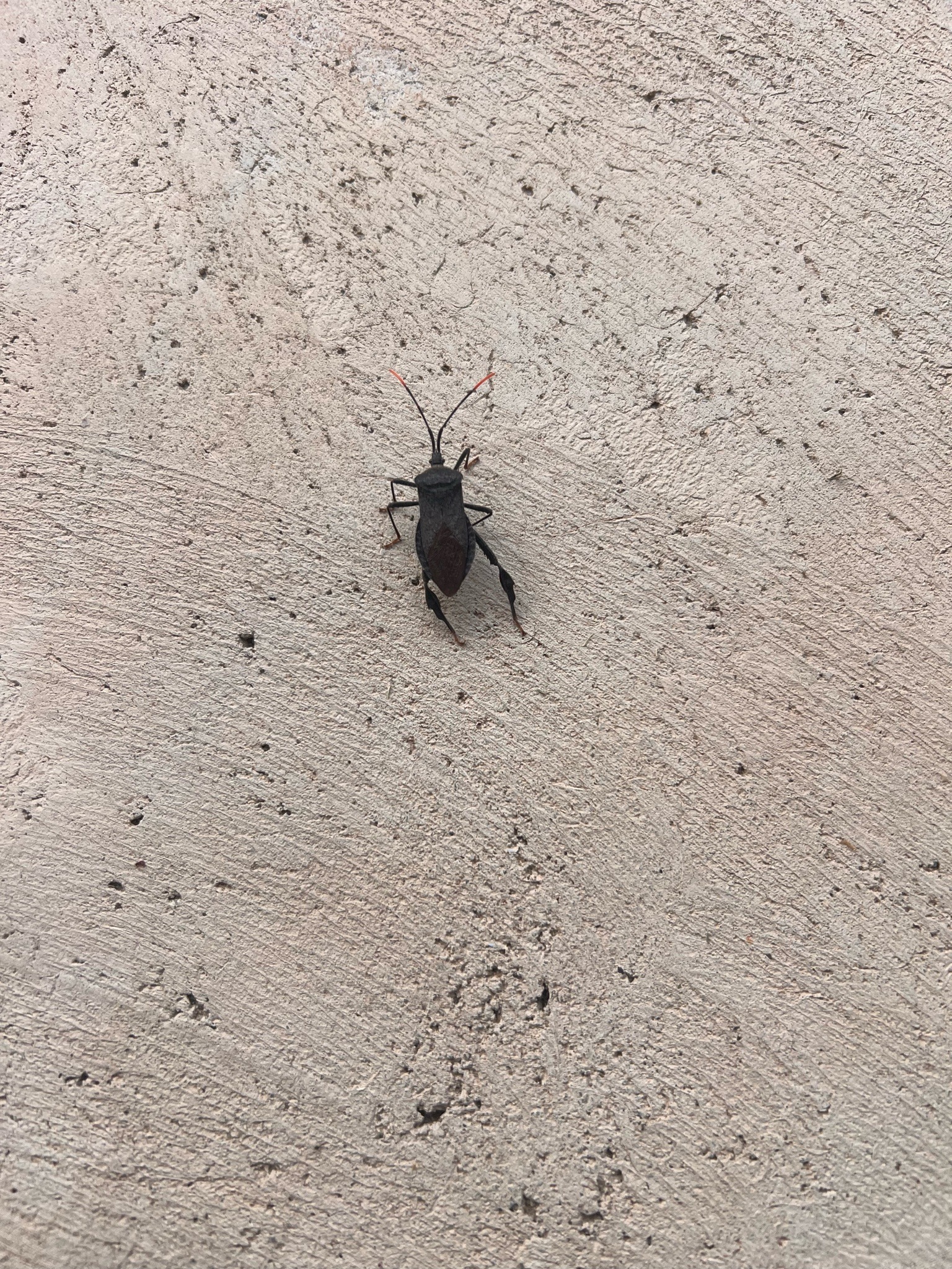 Leaf-footed Bug