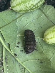 Likely a Cutworm or other large beetle larva
