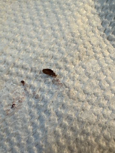 Bed Bug