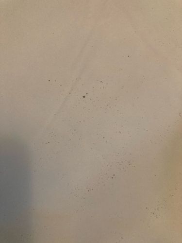 Fungus Gnat
