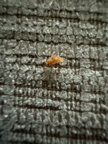 Carpet Beetle Larva