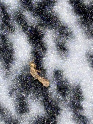 Household Casebearer Moth