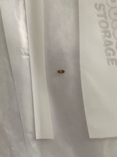 Carpet beetle (larva)