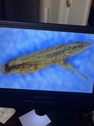 Bagworm Moth Larva (Bagworm)