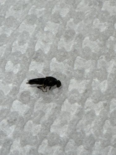 Black Soldier Fly