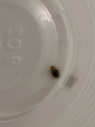 Bed Bug