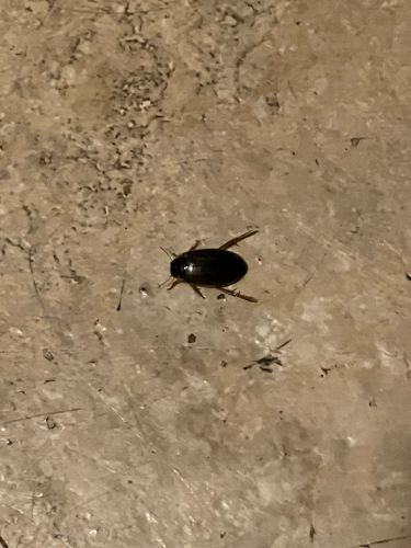 Diving Beetle, Water Beetle