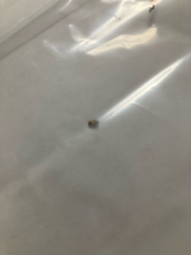 Carpet Beetle (likely Varied Carpet Beetle)
