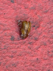 Click Beetle (appears to be a damaged specimen)