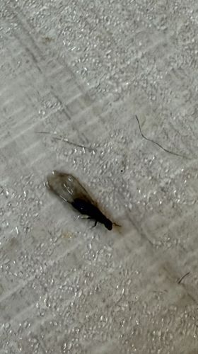 Subterranean Termite Alate