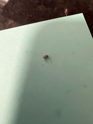 Drugstore Beetle, Bread Beetle